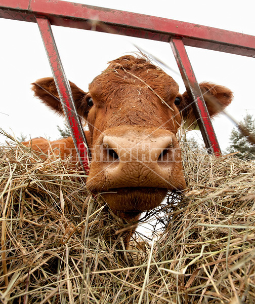 Beef cow eating hay out of feeder