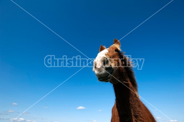 Belgian Horse Against Blue Sky