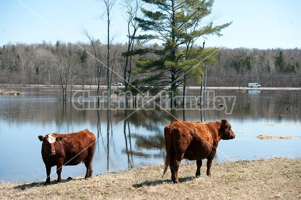 Beef Cows in Flooded field