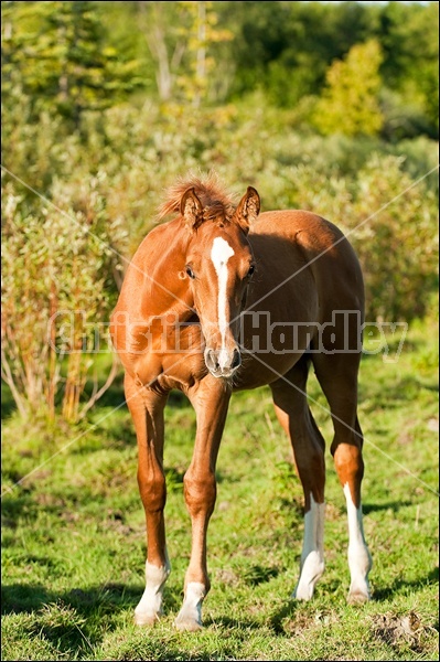 Rocky Mountain Horse