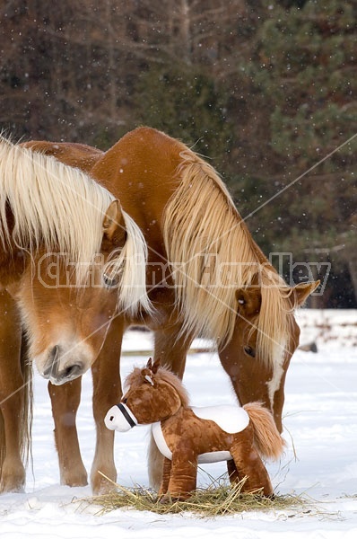 Belgian Draft horse sniffing stuffed horse