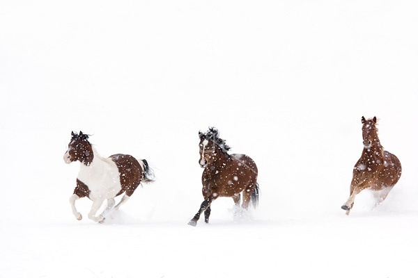 Herd of horses running through deep snow