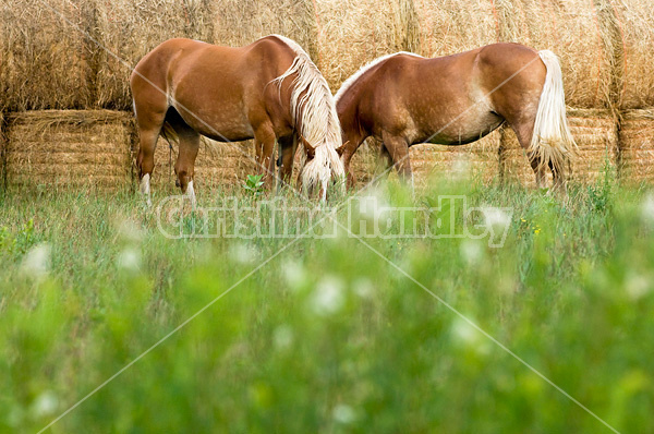 Two Belgian draft horses grazing on summer pasture.