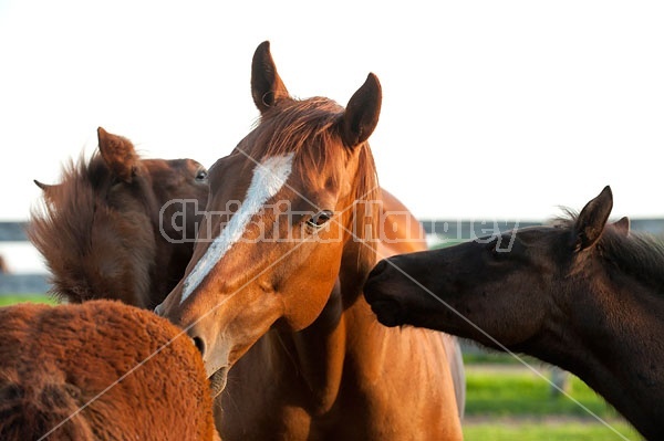 quarter horse mare and foal