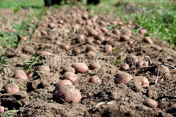 Digging potatoes on a small family farm