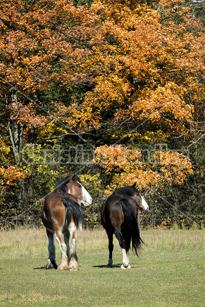 Two horses in the autumn colors