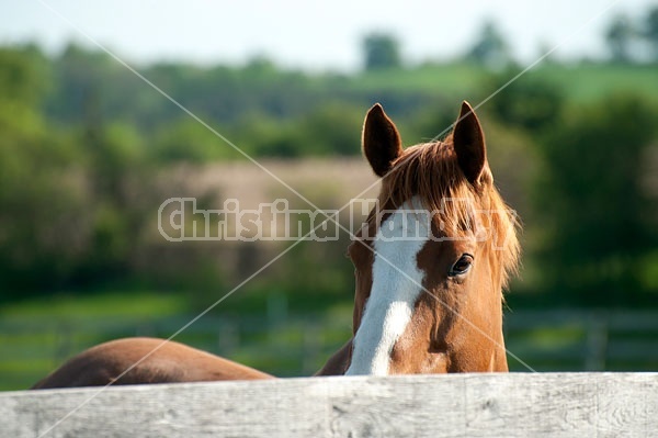 quarter horse