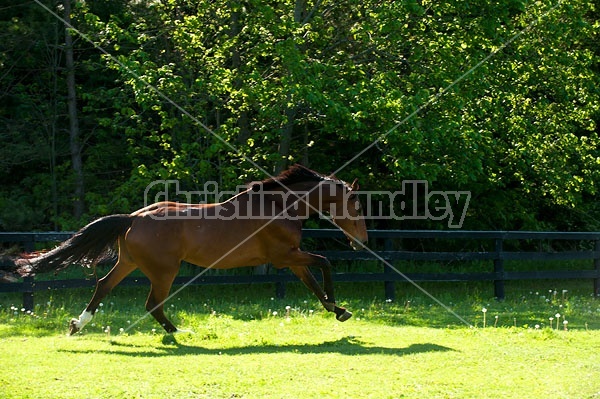 Dutch Warmblood Thoroughbred cross gelding