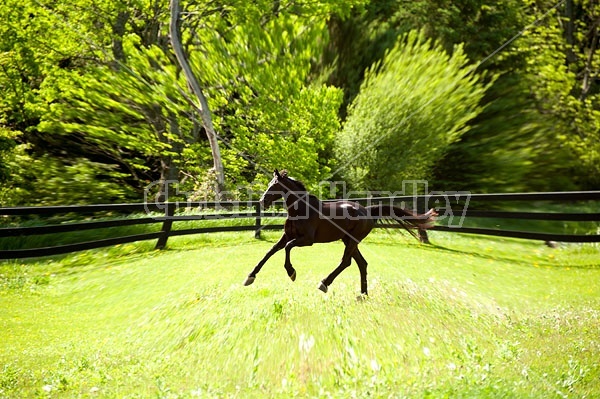 Hanoverian horse galloping around his paddock