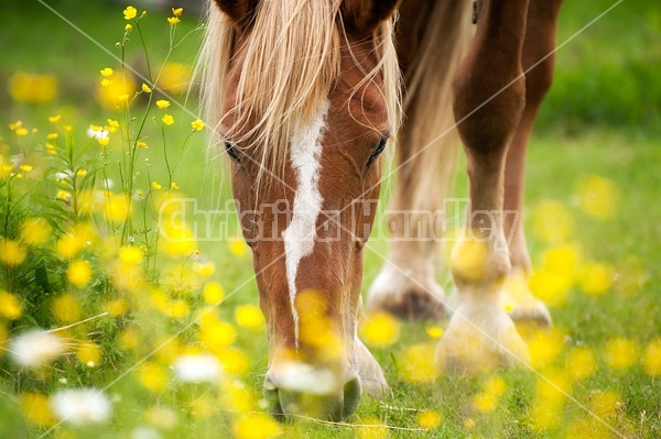 Chestnut horse grazing near a patch of buttercups