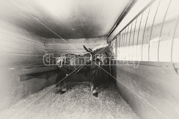 Belgian draft horse tied in stall wearing show harness. Getting ready t o be hitched to the wagon.