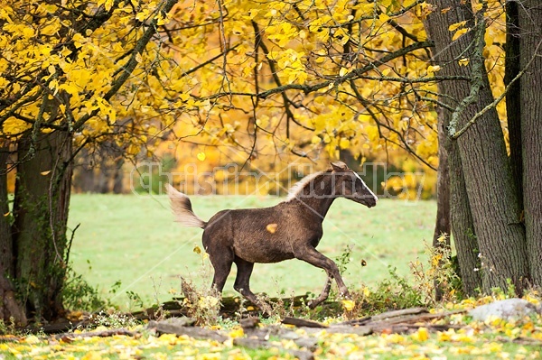 Rocky Mountain Horse foals