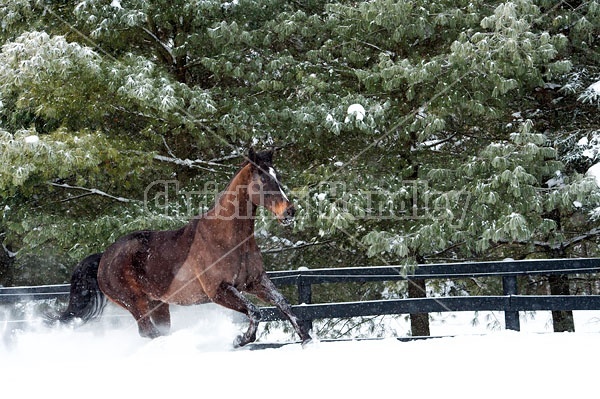 Bay thoroughbred horse galloping through deep snow