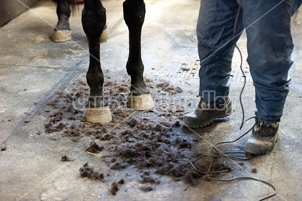 Photo of horse standing in hair clippings