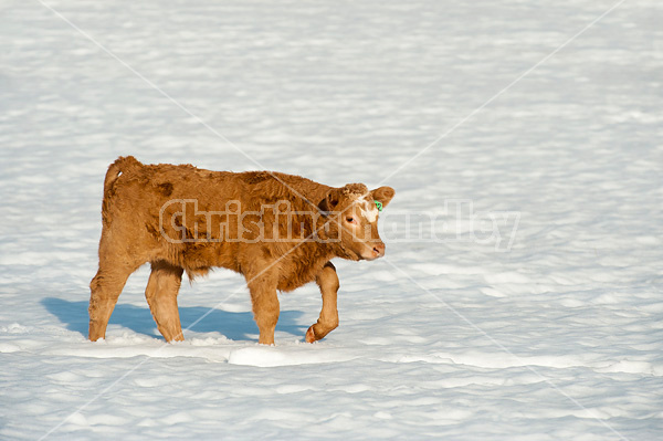 Cute beef calf walking in the snow