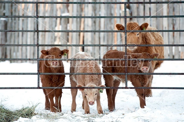 Cows and calves 