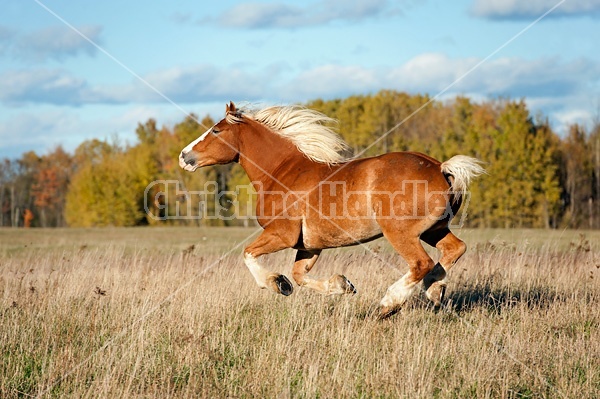 Belgian draft horse gelding galloping in field