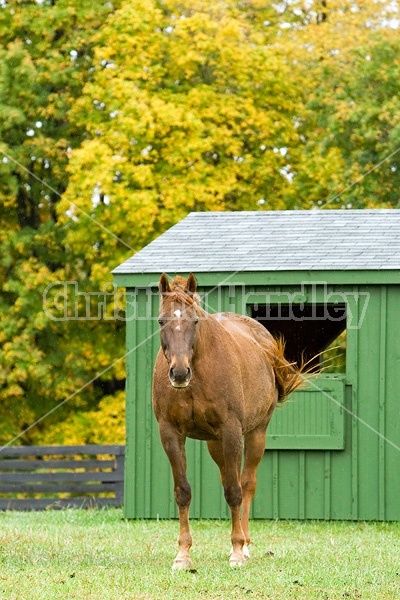 Horse on autumn pasture