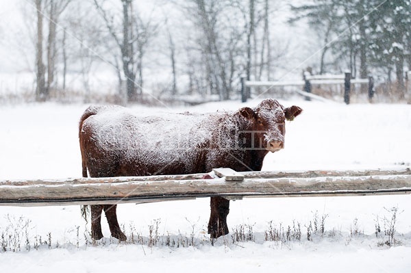 Beef Cow Outside in Snow