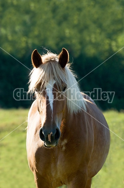 Photo of Belgian mare on summer pasture