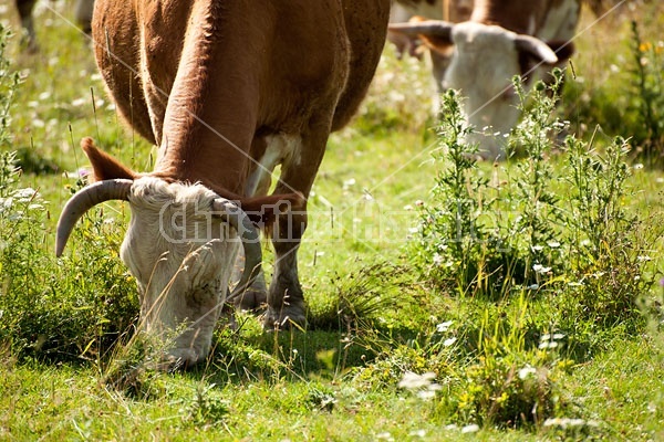 Beef Cow Grazing