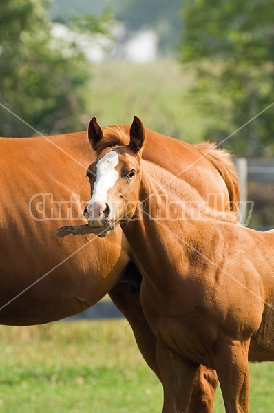 Quarter horse foal