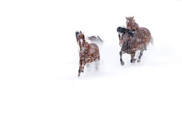 Herd of horses running through deep snow