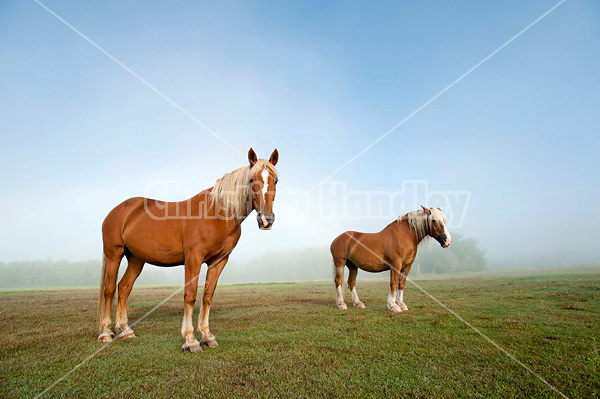 Chestnut horses standing in field in the fog