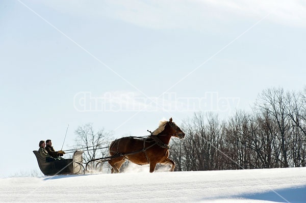 Single Horse Sleigh Ride