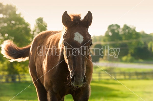 Quarter horse foal