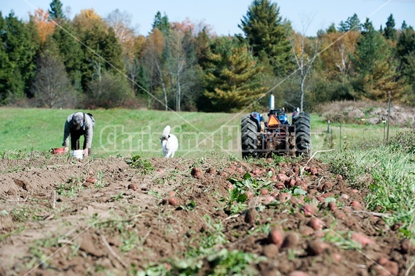 Digging potatoes on a small family farm