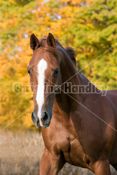 Thoroughbred horse galloping in fenced paddock in the autumn colors