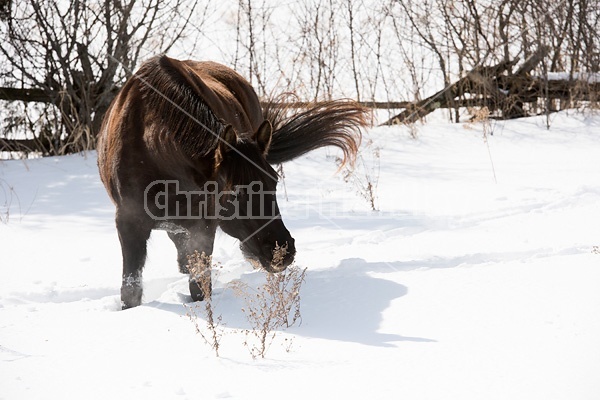 Dark bay horse standing in deep snow