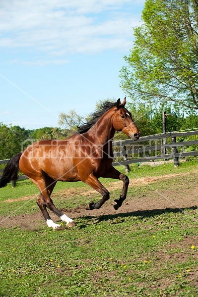 Dutch Warmblood Thoroughbred cross gelding