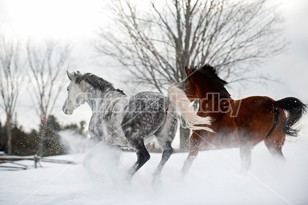 Dappple gray horse and bay horse galloping in deep snow.