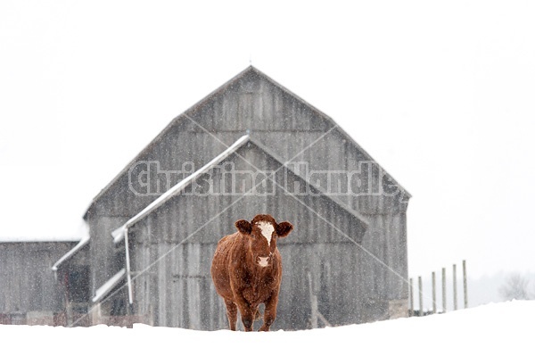 Beef cow standing outside in the falling snow