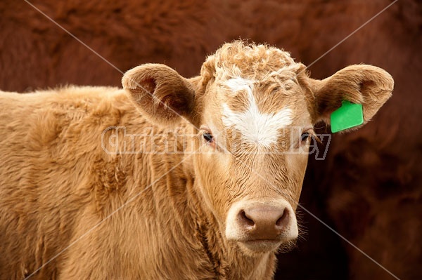 Beef Calf