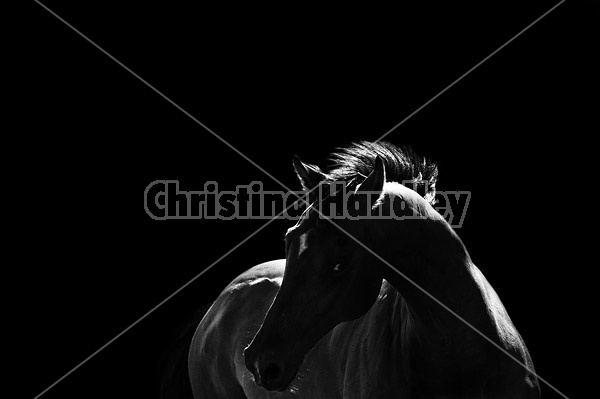 Portrait of a Dutch Warmblood Thoroughbred cross gelding 