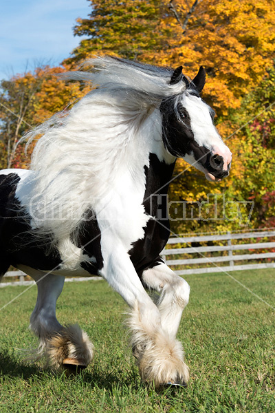 Gypsy Vanner horse