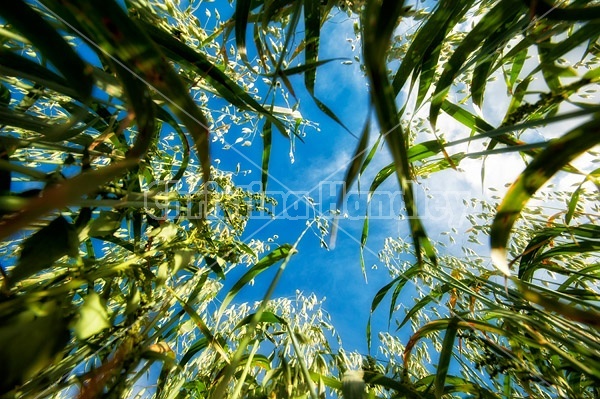 Looking up through a field of oats towards blue sky