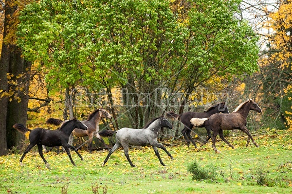 Rocky Mountain Horse foals