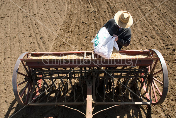 Farmer filling seed drill with oats.