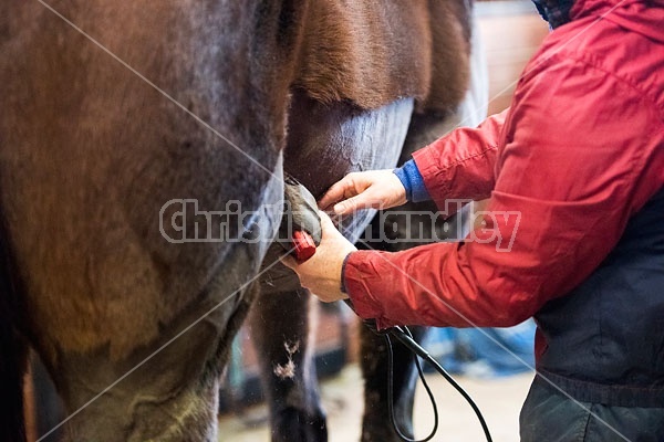 Woman clipping horse