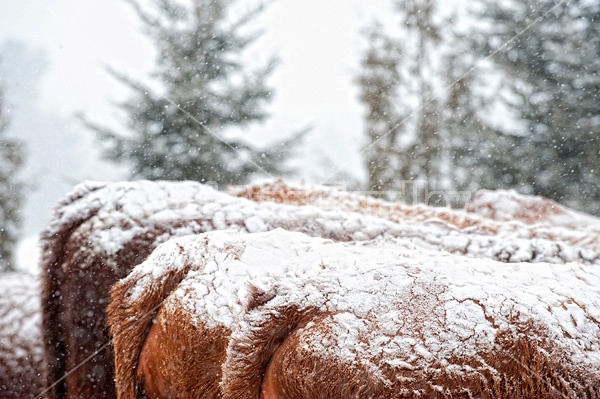 Snow covered cows 