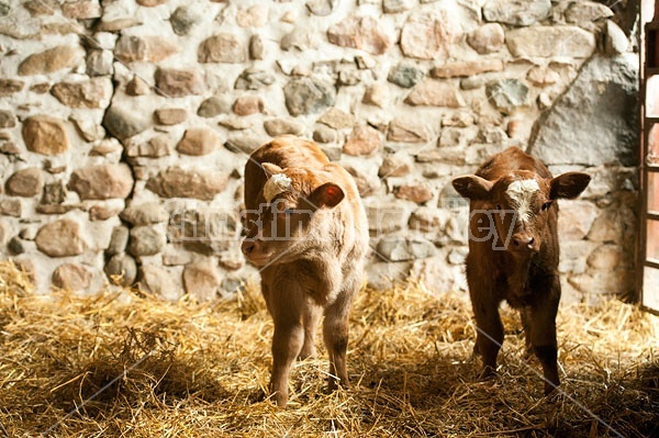 Twin Beef Calves