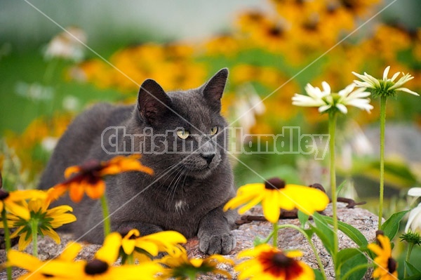 Gray cat laying in garden