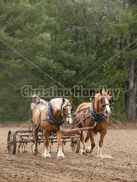 Farmer working a team of Belgian Draft Horses