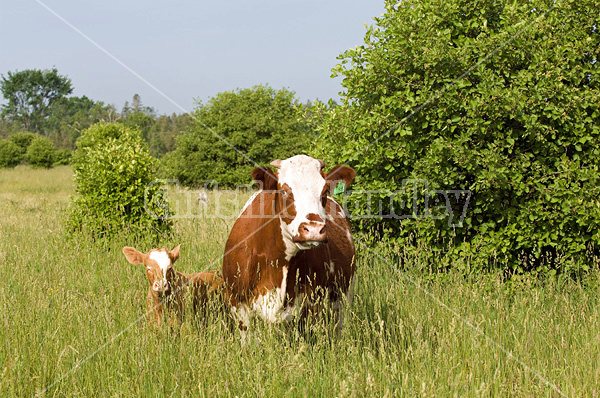 Beef cattle on summer pasture