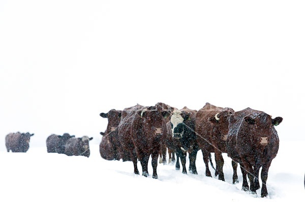 Beef Cattle Walking Single File 