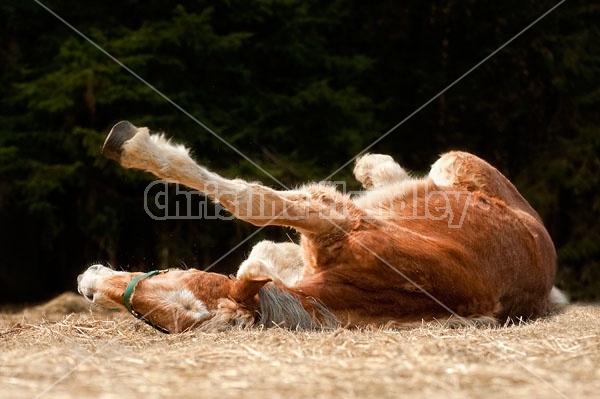 Young Belgian Horse Rolling around outside